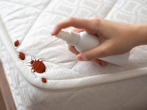 Best Bed Bug Extermination  in Kotlik, AK